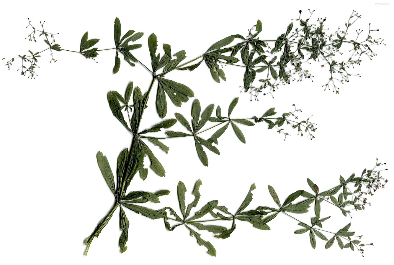 Galium atrovirens (Rubiaceae)